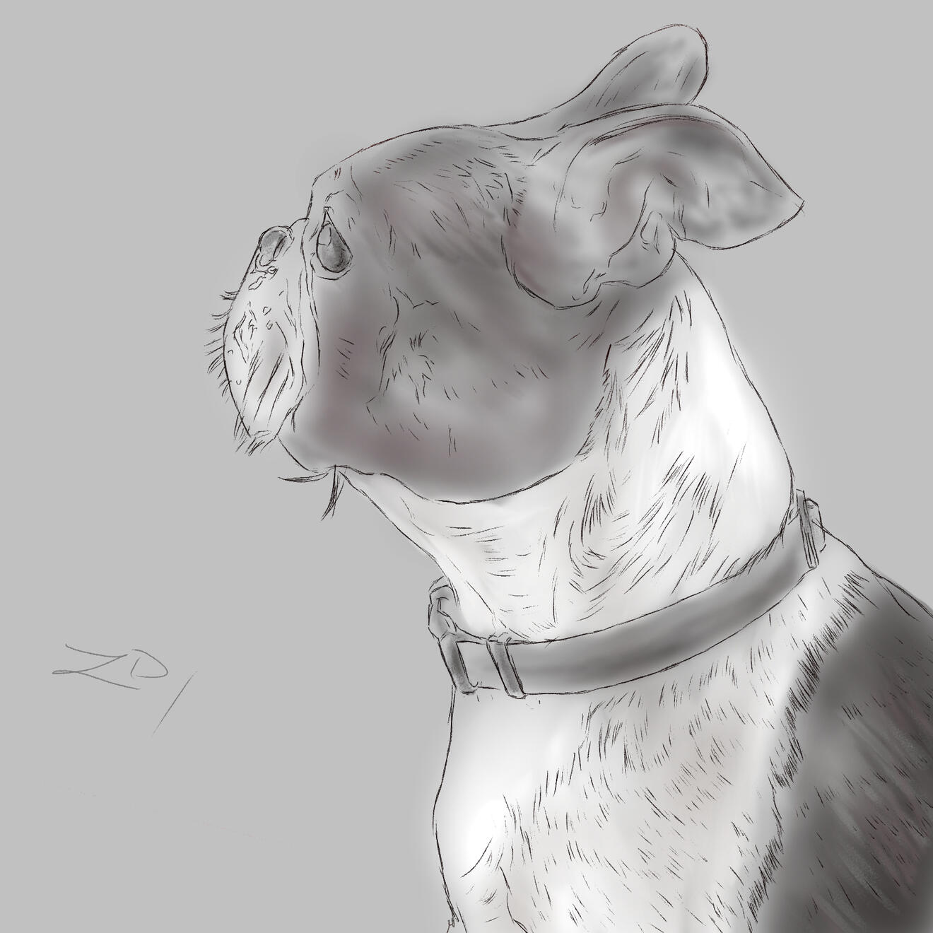 Bertie - sketch portrait