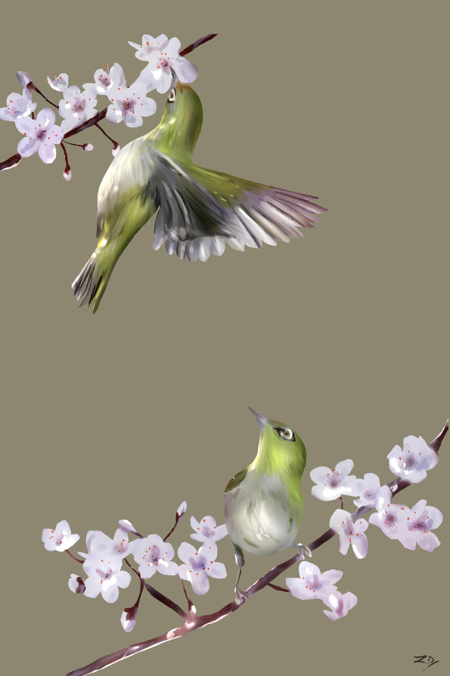 Japanese White-Eyes playing in Cherry Blossom