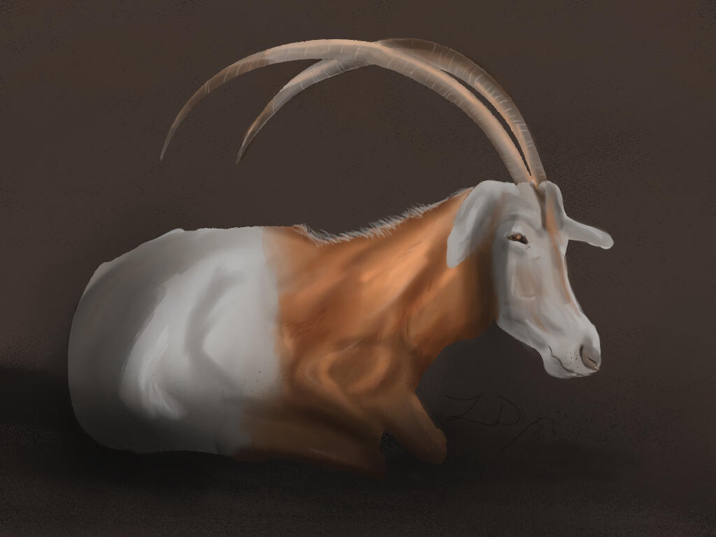 Scimitar Oryx Portrait - (extinct in the wild)