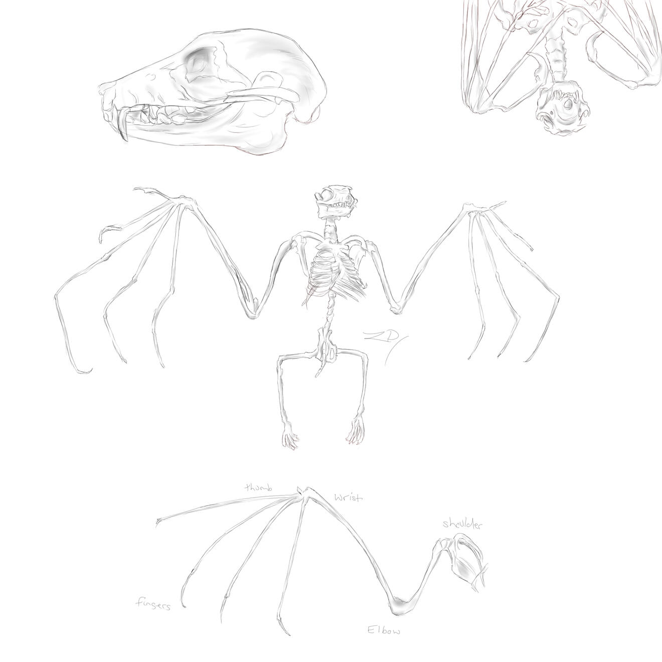 Bats (for bat character design)