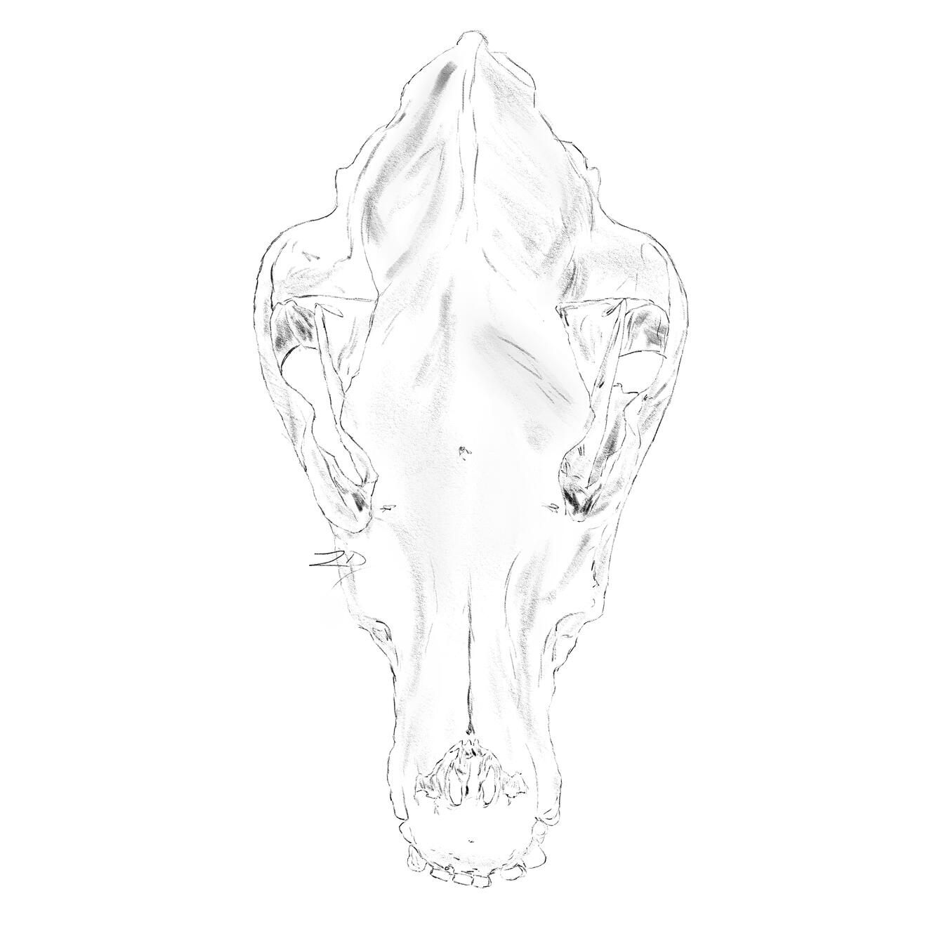 Belgian Shepherd Skull - 2