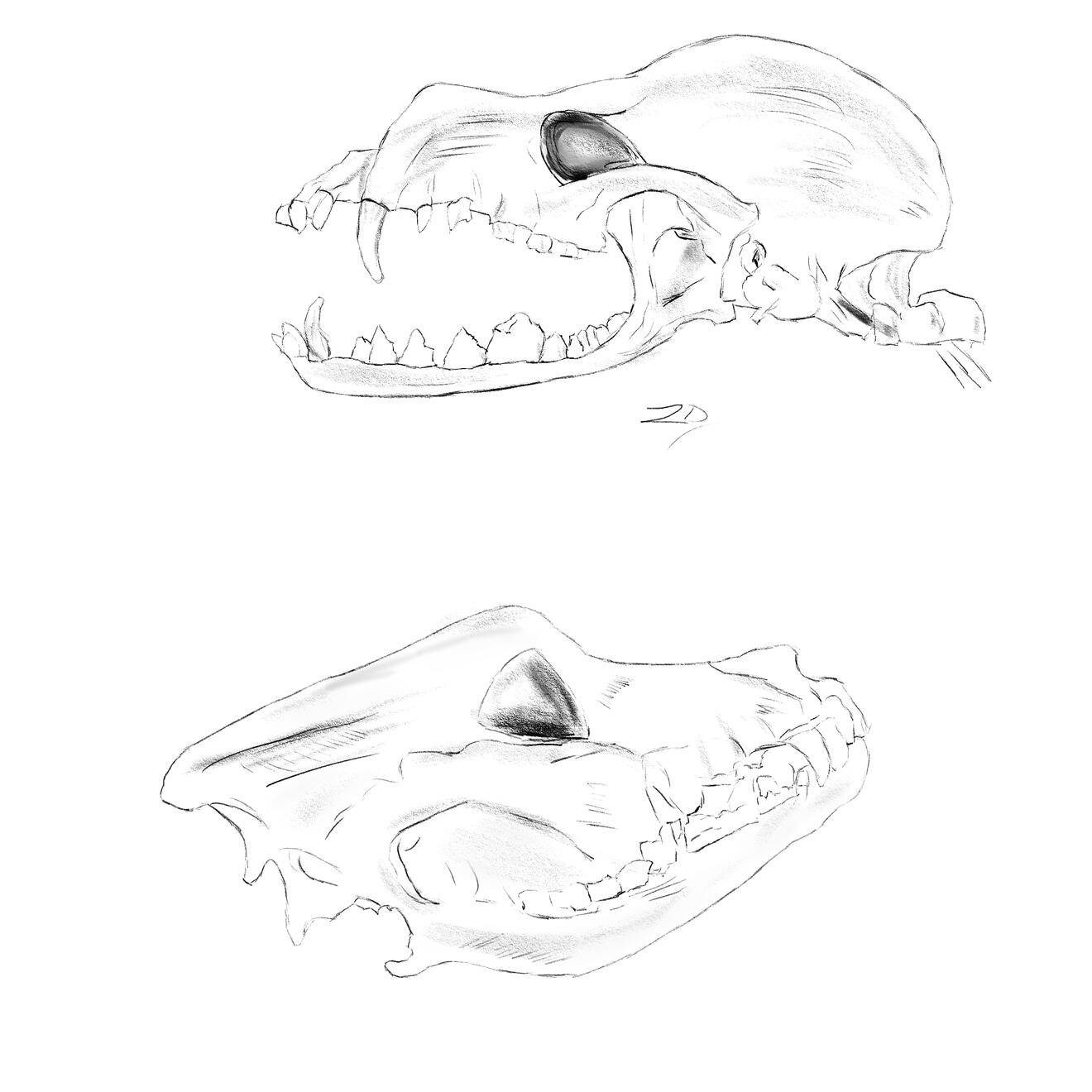 Belgian Shepherd Skull - 1