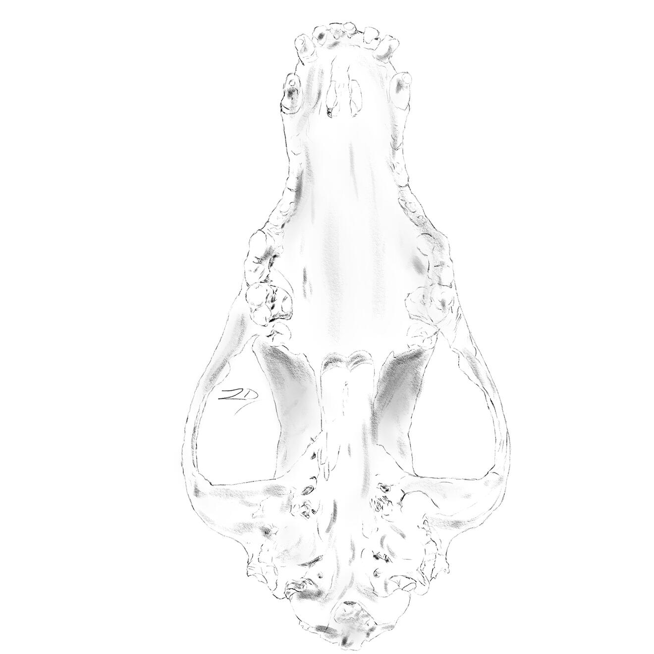 Belgian Shepherd Skull - 3