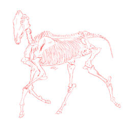Equine Skeleton Sketch
