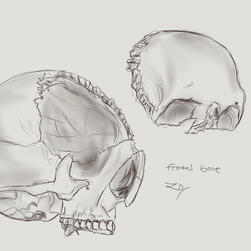 Frontal Bone Study 2