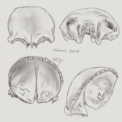 Frontal Bone Study 1