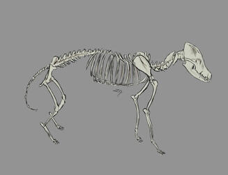 Canine Skeleton Quick Sketch Study